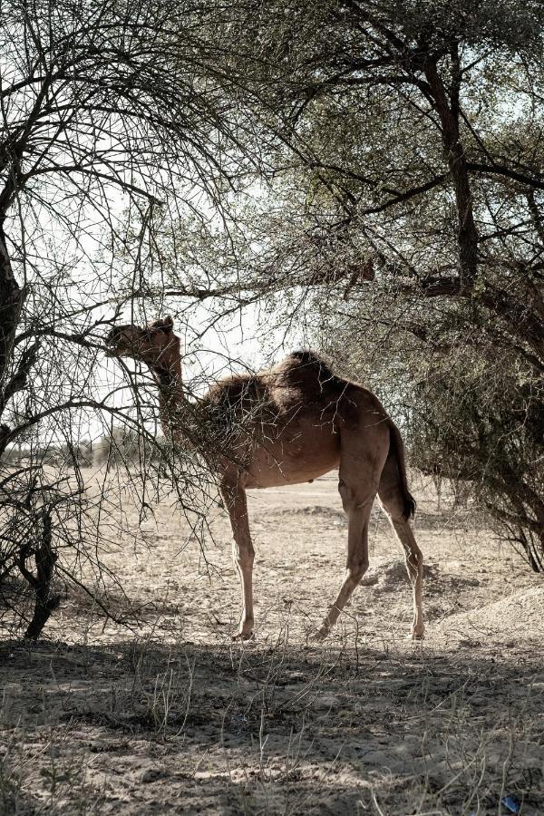 Shaitrāwa Kaner Retreat - India'S First Desert Botanical Resort מראה חיצוני תמונה
